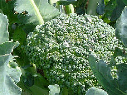 top 10 weight loss food- broccoli