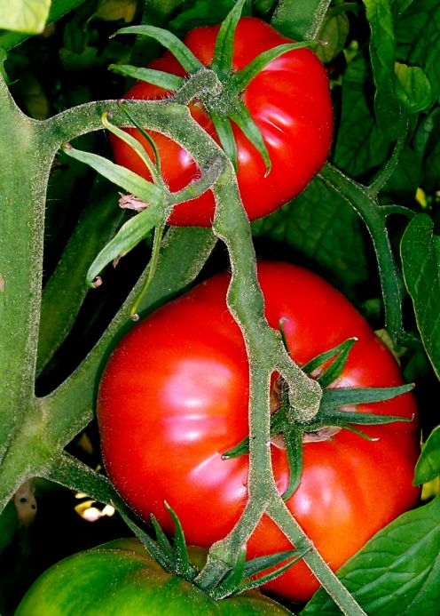 top 10 weight loss food- tomatoes